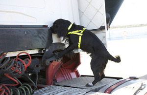 Border Force sniffer dogs in action