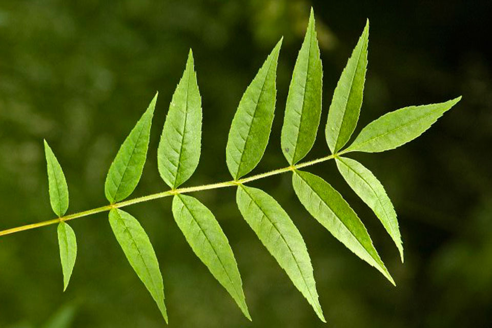 Ash disease found in Dorset