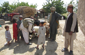 Afghan paramedic vet Jama Gul tends to a local farmer's animals