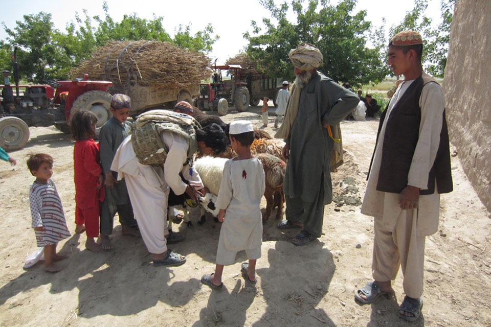 UK forces back animal welfare drive in Lashkar Gah