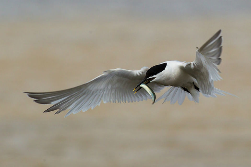 Blue Belt extended to protect rare seabirds
