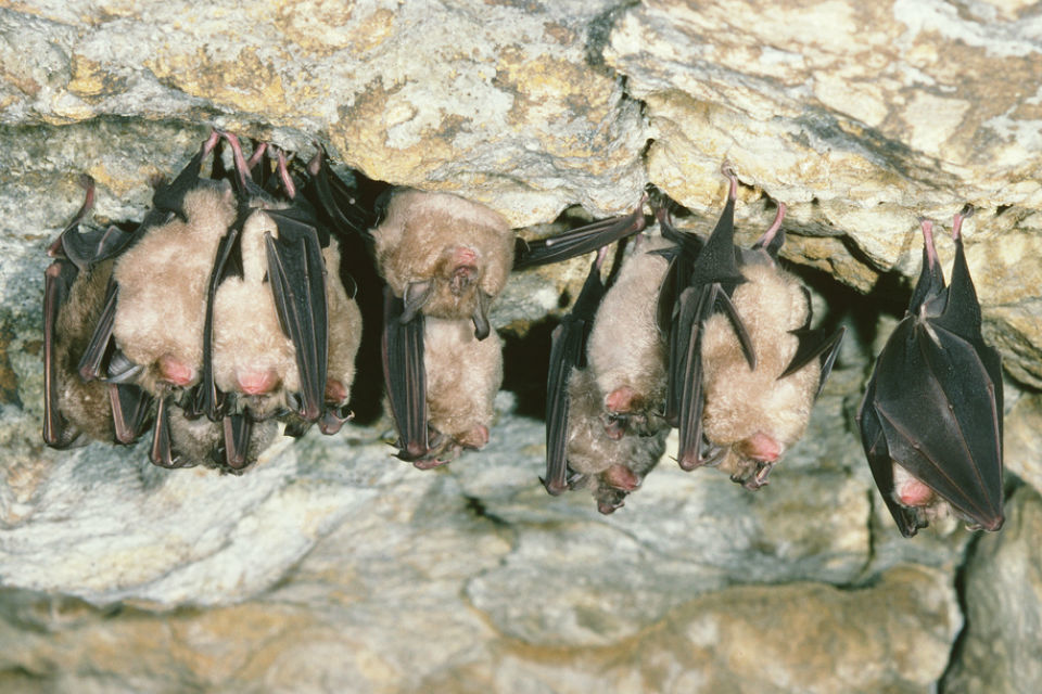 Bat conservation panel appointed