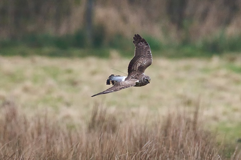 Stewart: New plans to save England’s hen harriers