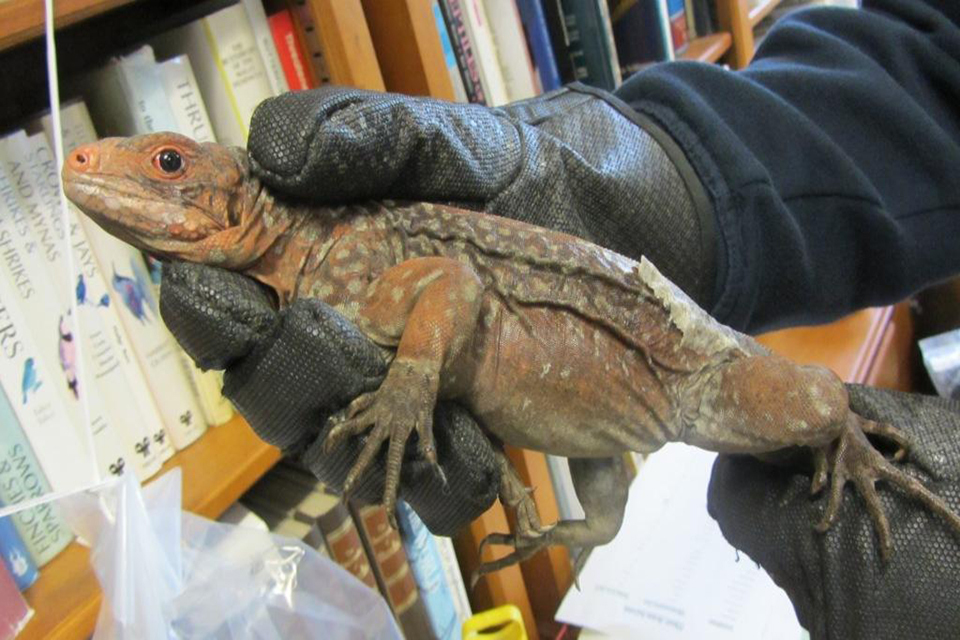 Endangered Iguanas seized by Border Force at Heathrow