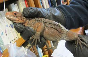 Iguanas seized by Border Force