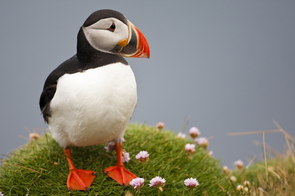 International protection for one of the UK’s largest areas for seabirds