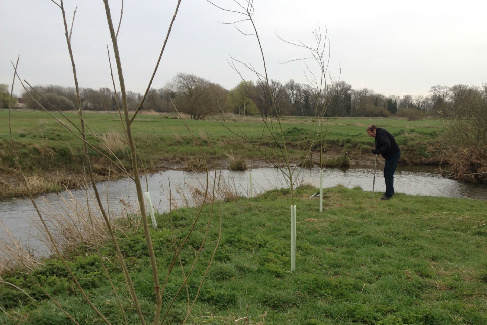 1,000 trees planted at Houghton Trout stream