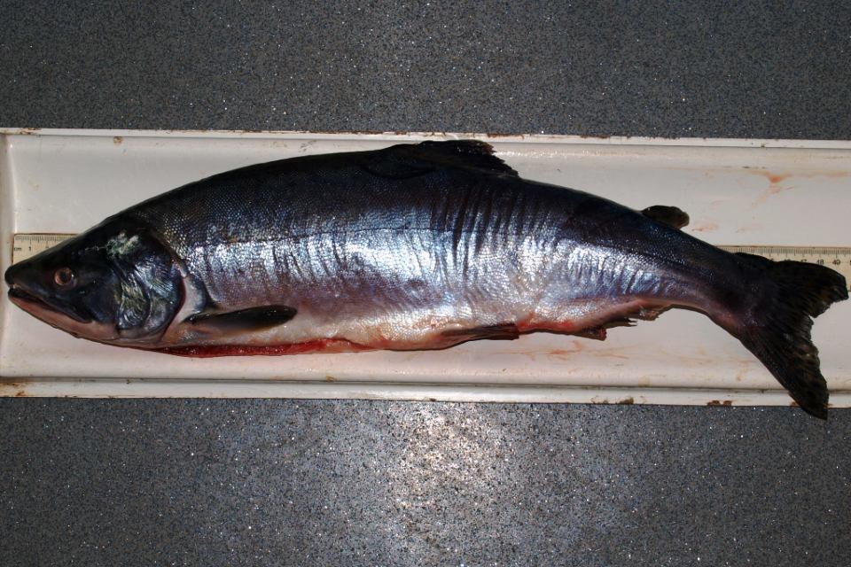 Reports of non native salmon in North East waters