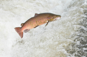 Leaping salmon in the River Severn