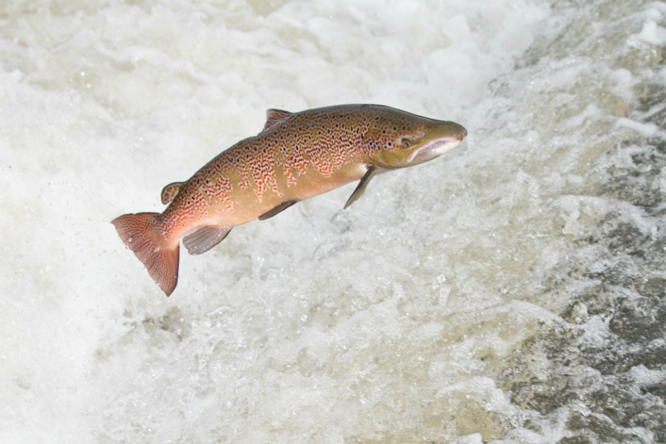 Environment Agency to tackle decline in salmon population