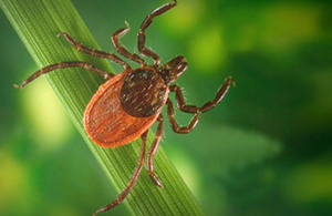 Ticks