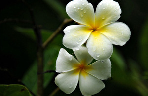 Champa flower