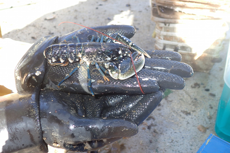 Pioneering projects in food and agriculture win £17.8 million