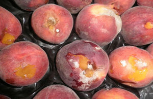 Peaches
