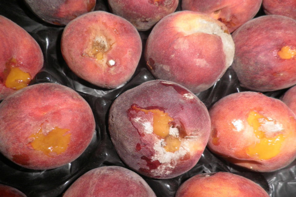 Yorkshire fruit and veg retailer fined after failing to meet fresh produce marketing standards