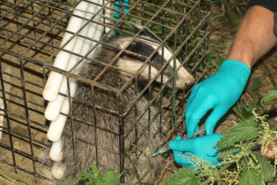Badger vaccination scheme launched to curb bovine TB spread