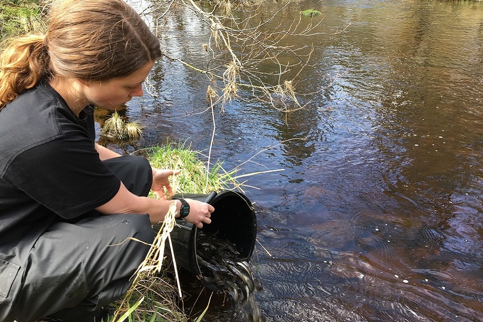 Fish stocks boost for endangered pearl mussel