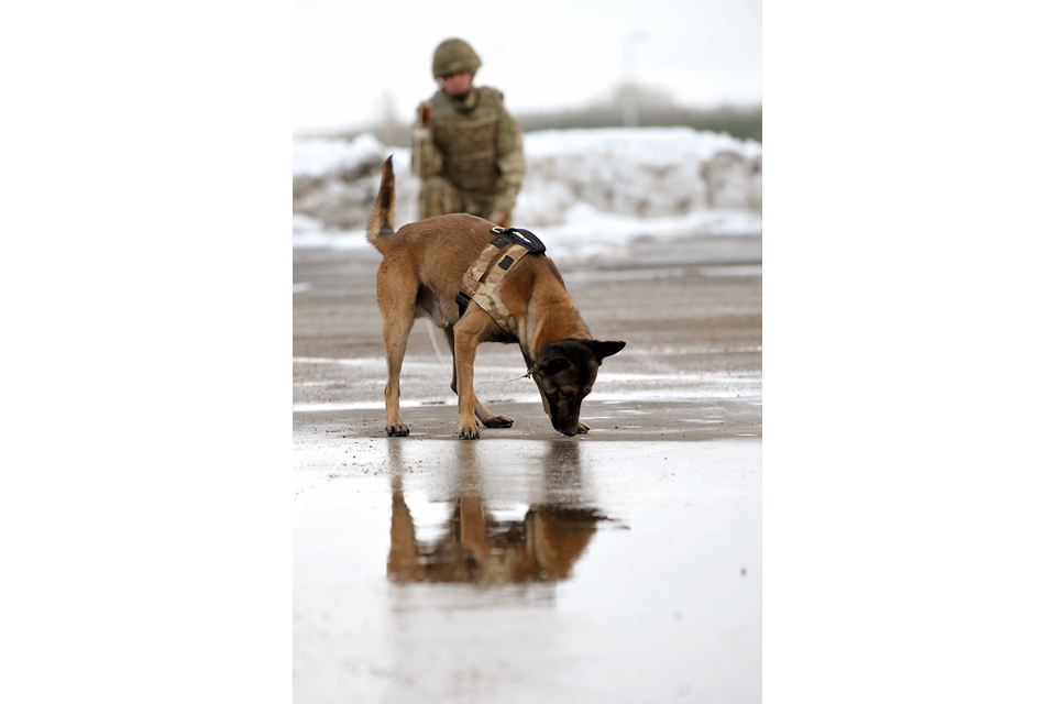 A British Army military working dog and his handler