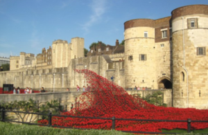 poppies