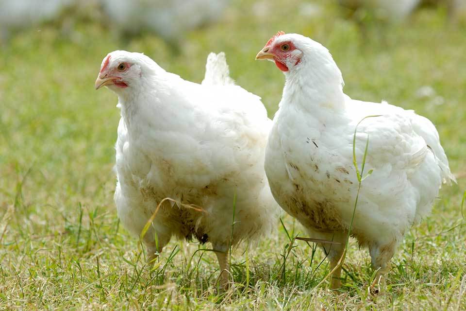 UK on track to cut antibiotic use in animals as total sales drop 9%