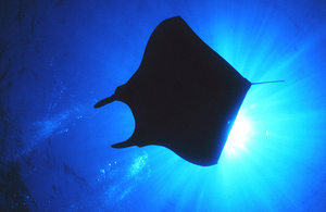 Photograph of manta ray