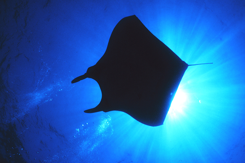New regulations controlling trade in some shark and ray species