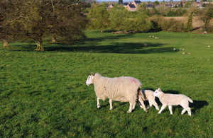 Lamb and ewes on a field