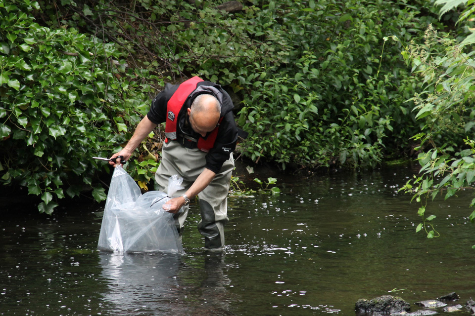 8,000 young fish released into the River Rother