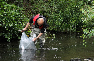 Fish being released into river