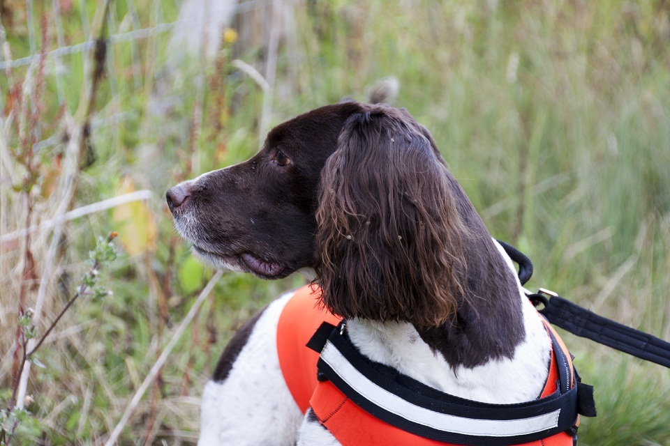 Sniffer dog to help protect water vole colony - GOV.UK