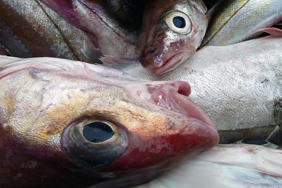 Sourcing quota for the under 10 metre and non sector fleet