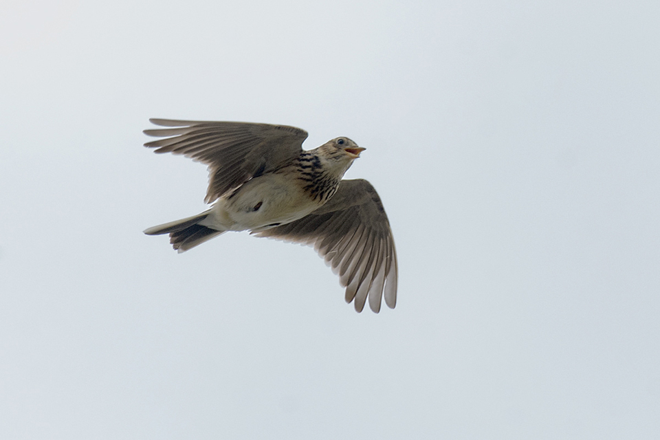 Research project surveys: views on dementia, nature and outdoor activity