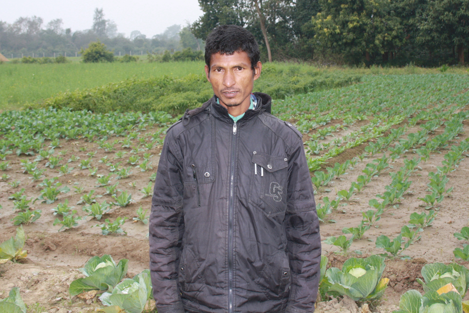 Daya Ram Tharu stands near his cabbage plot. Picture: Robert Stansfield/DFID