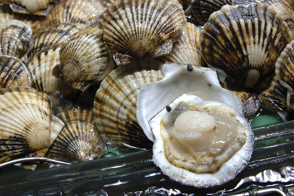 Channel scallop deal secured through negotiation with industry