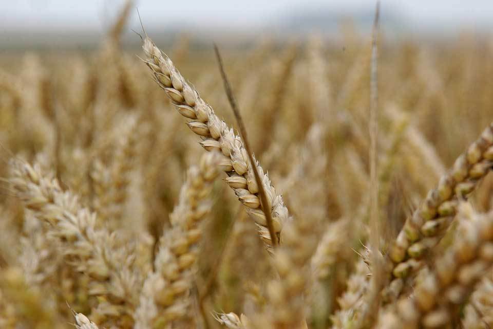 Open data to boost farming and feed the world