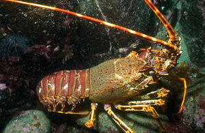 Image of marine spiny lobster.