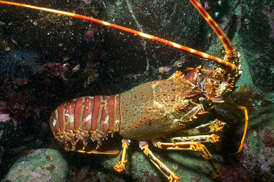 New network to protect valuable marine life