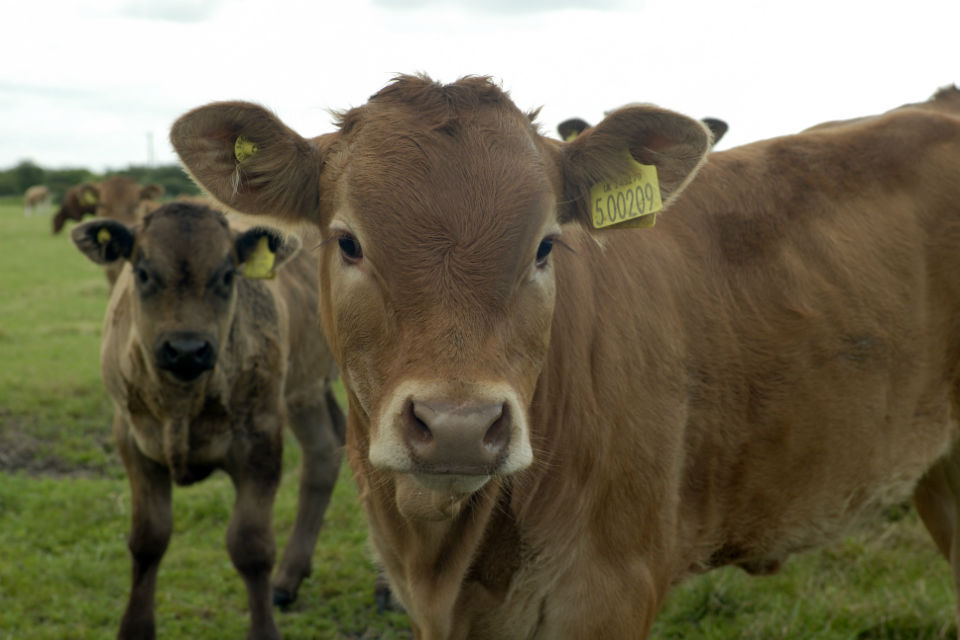 Tougher approach to missed bovine TB tests