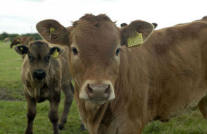 Any farm with an overdue bovine TB test will face a reduction of CAP payments