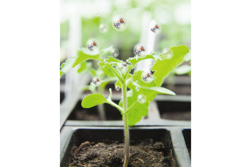Mod scientists use flower power to detect toxic substances