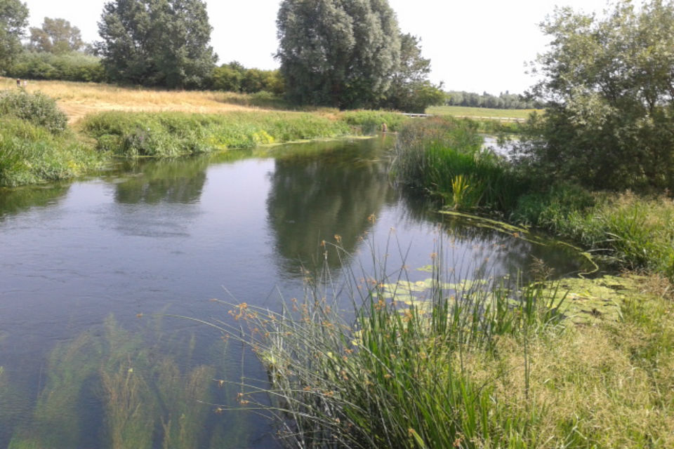 Taking stock of fish on the Nene