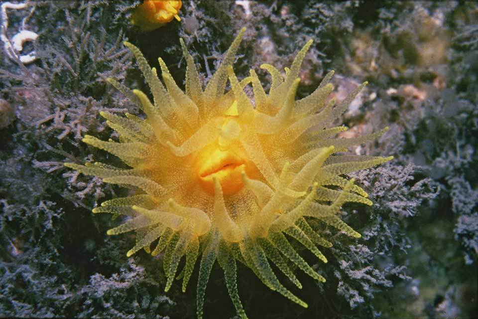 Consultation on more Marine Conservation Zones opens