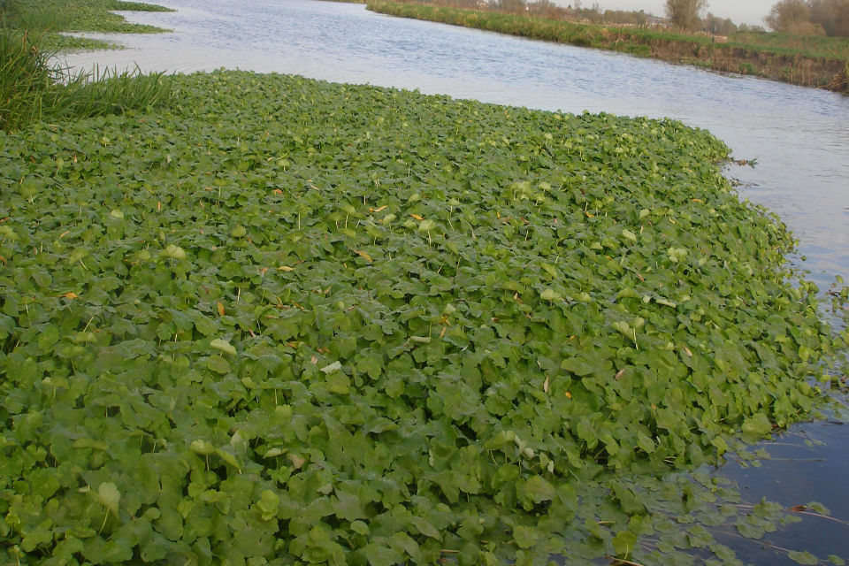 Help track down invasive plant on the Bedford Ouse