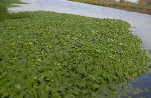 Pennywort