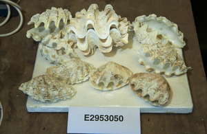 A Manchester man has been jailed for attempting to smuggle corals and clams through Manchester Airport.