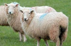 Sheep bluetongue vaccine