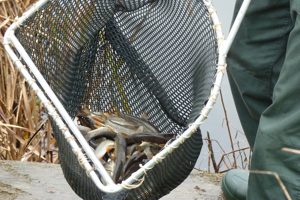 Fish stocks boost for Bedfordshire Rivers