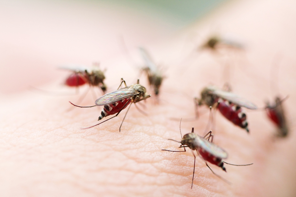 Malaria: health advice for travellers