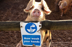Pig leaning over a fence which displays a wash your hands sign