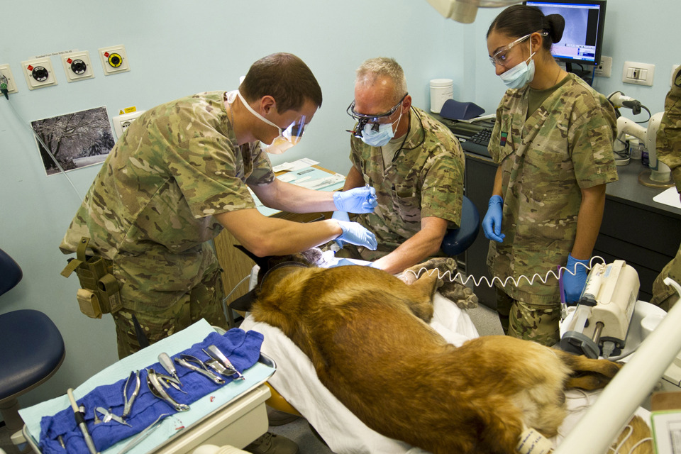 RAF dentist treats military working dog
